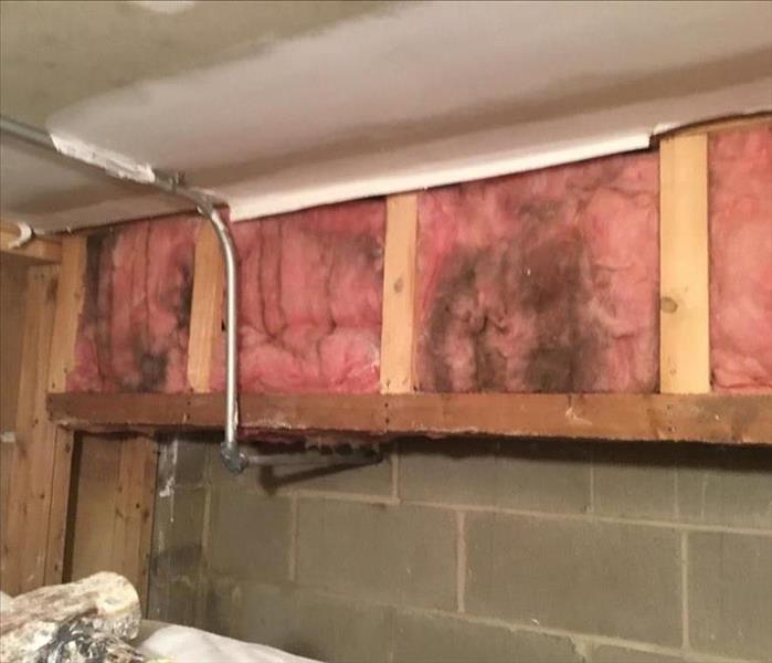Mold growing on basement wall insulation