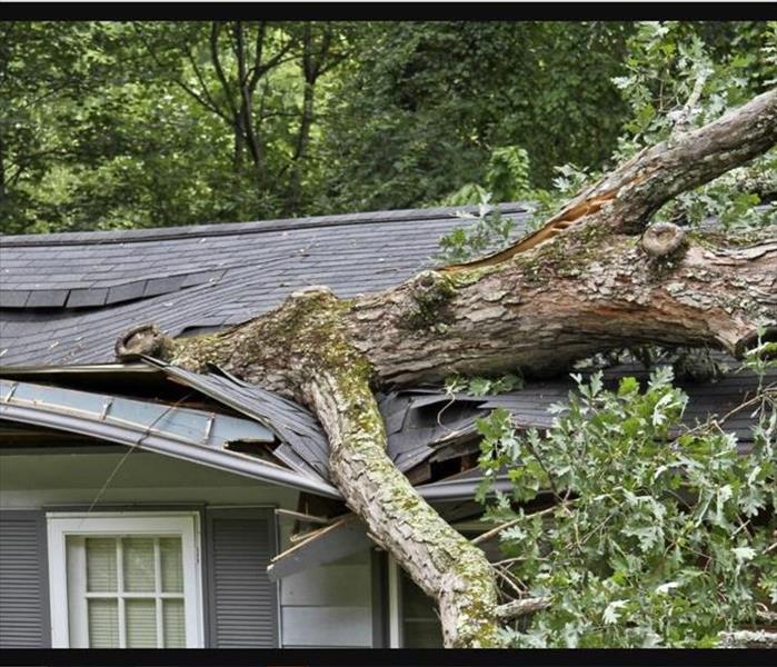 Downed tree on a house.